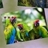 Jigsaw Puzzle Rain Forest